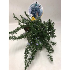 Kwitnący rozmaryn 'Capri' w doniczce, aromatyczne zioło kulinarne.