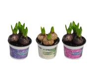 Hiacynt - don. 12 cm