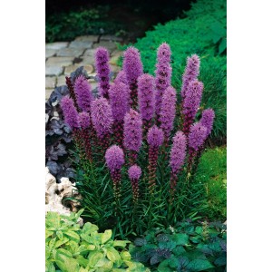 Liatra kłosowa (Liantris Spicata) 10 szt.