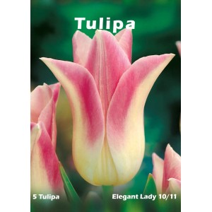 Zbliżenie różowo-białego tulipana "Elegant Lady". Cebulka kwiatowa do ogrodu.