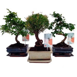 Bonsai mix Ceramic, wys. 28-30 cm, don. 15 cm