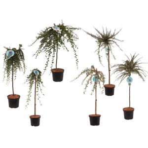 Różne krzewy ozdobne t.b.t. w doniczkach, idealne do ogrodu i na balkon.