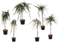 Irga szczepiona drzewko mix wys. 100cm C4