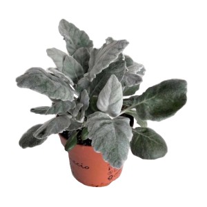 Roślina doniczkowa t.b.t. z szaro-srebrnymi liśćmi.