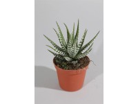 Haworcja - Haworthia B Band wys.10cm don.8cm