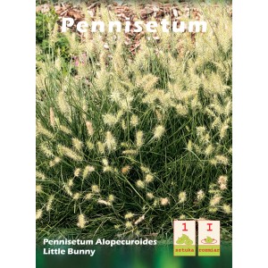 Trawa ozdobna Pennisetum 'Little Bunny' z delikatnymi kwiatostanami w ogrodzie.