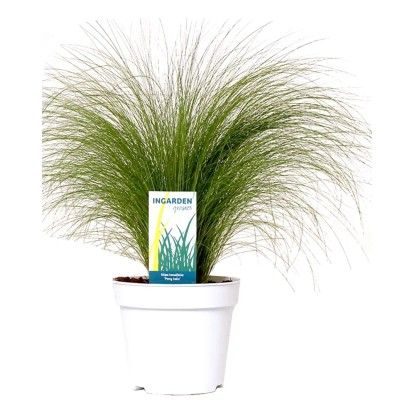 Ostnica mocna (Stipa Pony Tails) don. 17cm