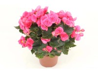 Begonia mix kolorów don. 14 cm