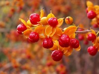 Dławisz okrągłolistny (Celastrus orbiculatus