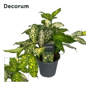 Dekoracyjna dracena (smocze drzewo) w doniczce z zielono-żółtymi nakrapianymi liśćmi.