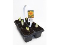 Rośliny cebulowe opak. 6szt