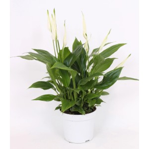 Skrzydłokwiat (t.b.t.) w białej doniczce, kwitnąca roślina doniczkowa.