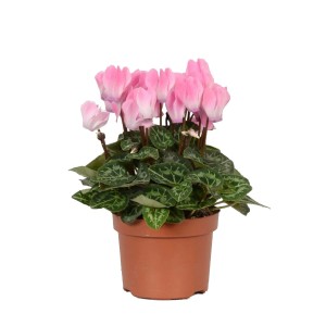 Cyklamen różowy wys. 25cm don. 10,5cm
