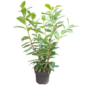 Laurowiśnia w doniczce Novita z zielonymi liśćmi. Zimozielony żywopłot.