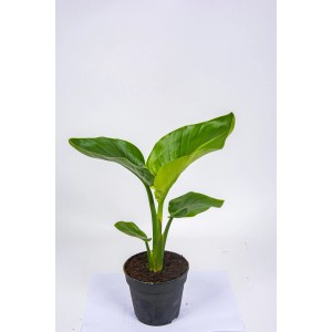 Zielona, duża roślina doniczkowa w doniczce, t.b.t.