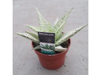 Aloes ostry (Aloe aculeata) White Sprint wys. 18-22cm