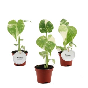 Monstera Thai Constellation (Monstera deliciosa) don. 6 cm
