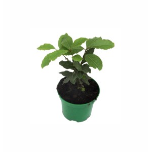 Mała, zielona roślina doniczkowa, Kategoria: Rośliny duże.