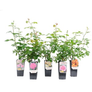 Różne róże karłowate w doniczkach, różne kolory kwiatów.