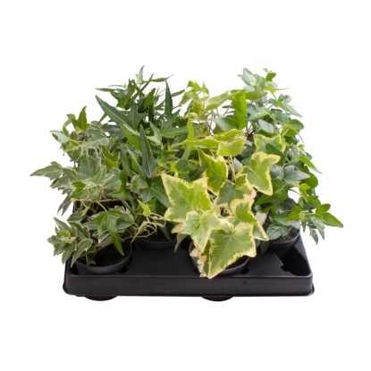 Bluszcz (Hedera) mix - don. 6 cm
