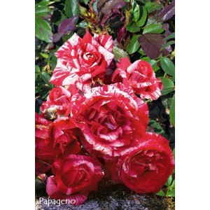 Róża krzewiasta 't.b.t.' z czerwono-białymi kwiatami, róża rabatowa do ogrodu i na rabaty.