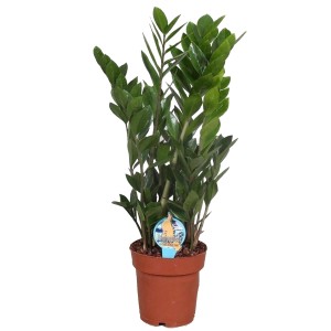 Zamiokulkas zamiolistny (Zamioculcas zamiifolia) - don. 17 cm