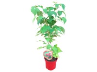 Malina właściwa włoska Rubus don. 2,5 l