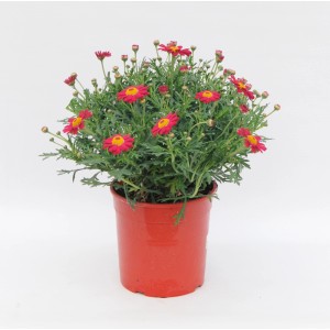 t.b.t. w czerwonej doniczce, roślina kwitnąca z czerwonymi kwiatami.