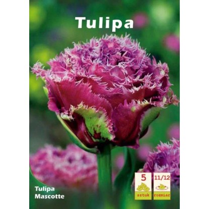 Tulipan Mascotte 5szt
