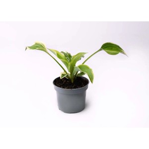 Funkia (Hosta) w doniczce, roślina cieniolubna o zielono-białych, pstrokatych liściach.