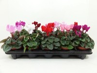 Cyklamen perski linia Patio (Cyclamen sp.)