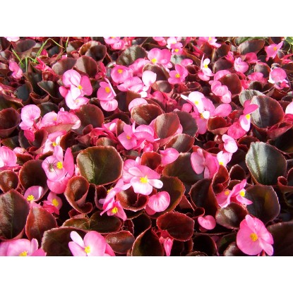 Begonia (Begonia) wieczniekwitnąca - don. 9 cm