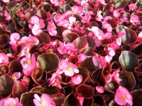 Begonia (Begonia) wieczniekwitnąca - don. 9 cm