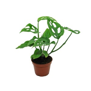 Zielona roślina doniczkowa t.b.t. w brązowej doniczce. Dekoracyjna roślina do wnętrz.