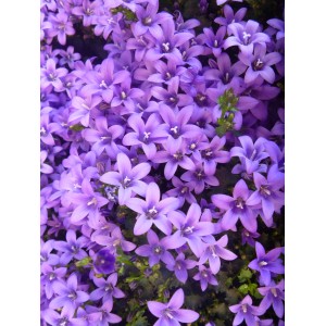 Kwitnąca roślina t.b.t. z fioletowymi kwiatami, zbliżenie.