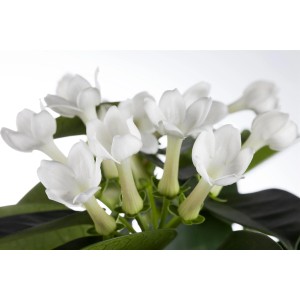 Zbliżenie białych kwiatów GROW by OBI Stephanotis w doniczce.
