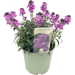 Lak Erysimum linifolium w doniczce, mieszanka odmian z fioletowymi kwiatami.
