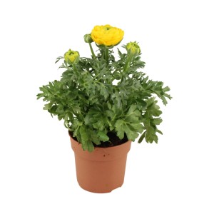 Jaskier (Ranunculus) mix - don. 11 cm