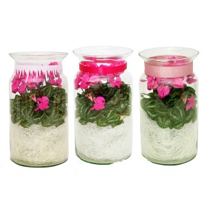 Cyklamen w szklanym słoju - śr. 15 cm