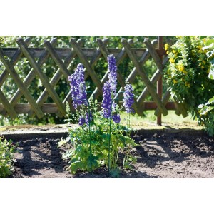 Podpora kwiatów w ogrodzie z kwitnącymi, fioletowymi kwiatami. Akcesoria do doniczek.