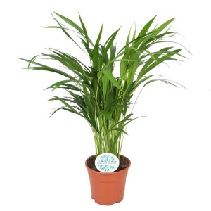 Zielona roślina doniczkowa, kategoria: Inne rośliny zielone.