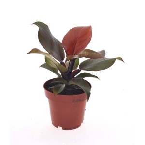 Roślina doniczkowa t.b.t. z czerwono-zielonymi liśćmi w brązowej doniczce.