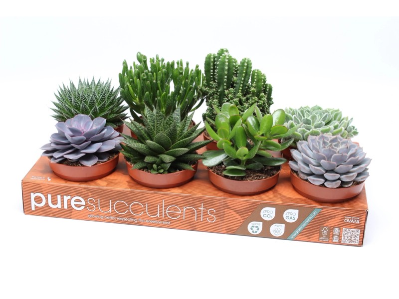M✧succulent ·͜· ︎︎ᕷ 344962_1327_1.jpg
