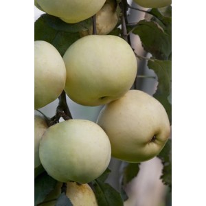 Żółte jabłka t.b.t. na drzewie, kategoria: Jabłonie.