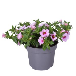 Calibrachoa w doniczce, mieszanka kolorów z różowymi kwiatami i zielonymi liśćmi.