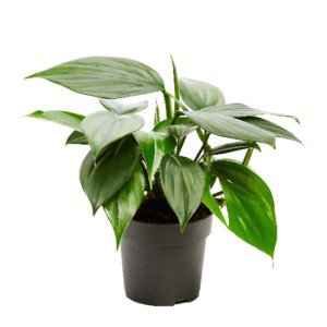 Zielona roślina doniczkowa t.b.t. w doniczce do wnętrz.