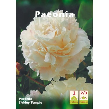 Peonia Shirley Temple 1szt