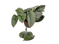Scindapsus pstry Silvery Ann (Scindapsus Silvery Ann) don. 8,5 cm