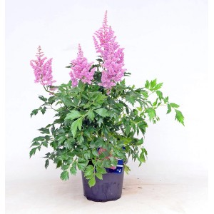 Astilbe roślina z różowymi kwiatami w doniczce.