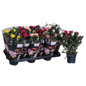 Różnokolorowe róże t.b.t. jako stojące rośliny doniczkowe.